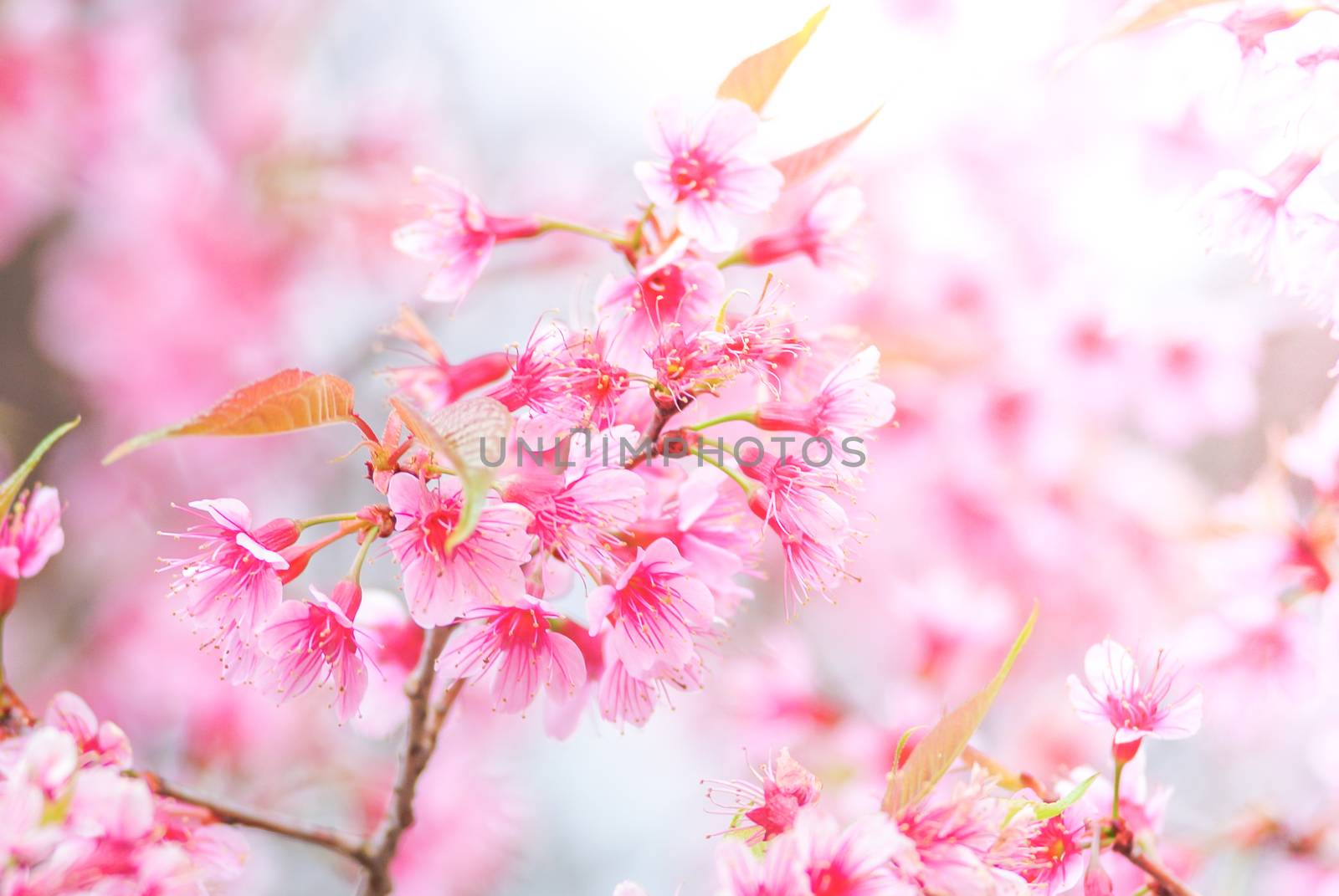 Cherry Blossom in spring with soft focus, unfocused blurred spri by yuiyuize