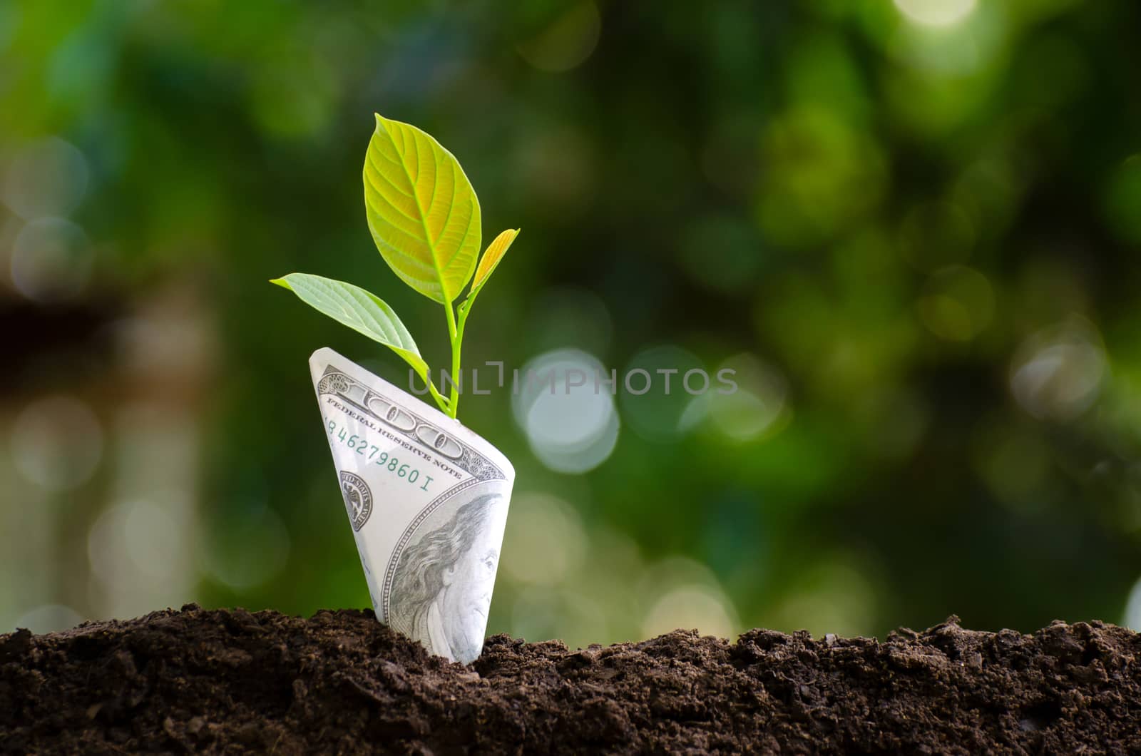 Banknotes tree Image of bank note with plant growing on top for business green natural background money saving and investment financial concept