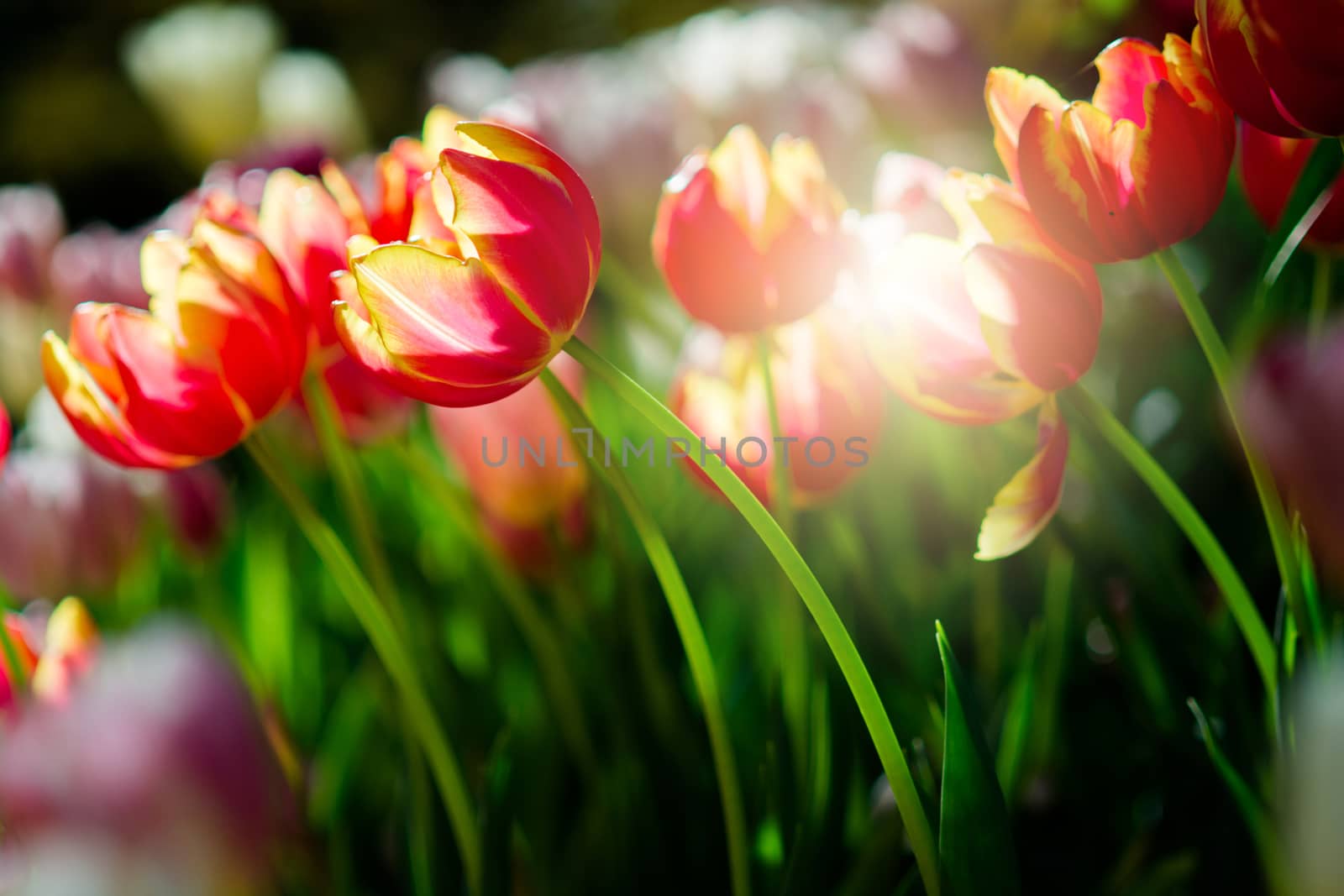 Tulip in spring with soft focus, unfocused blurred spring Tulip, bokeh flower background, pastel and soft flower background.
