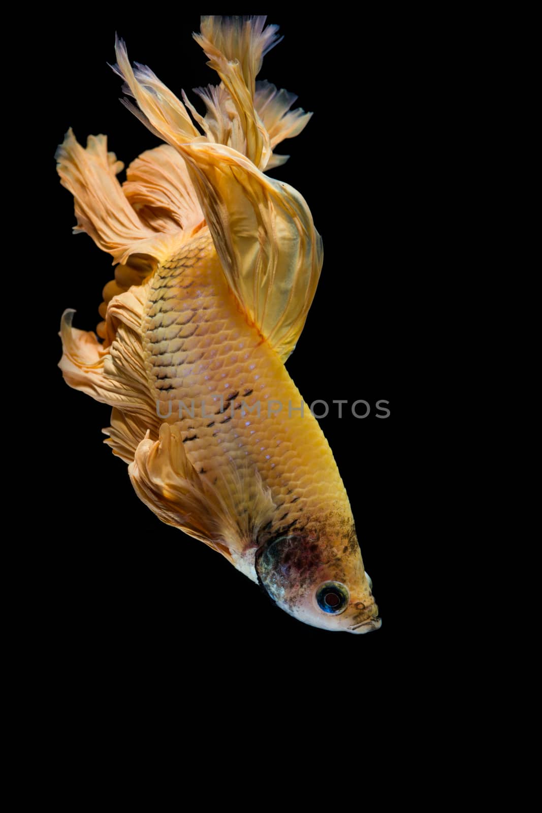 Yellow gold betta fish, siamese fighting fish on black backgroun by yuiyuize