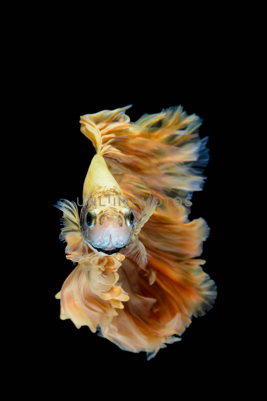 Yellow gold betta fish, siamese fighting fish on black backgroun by yuiyuize