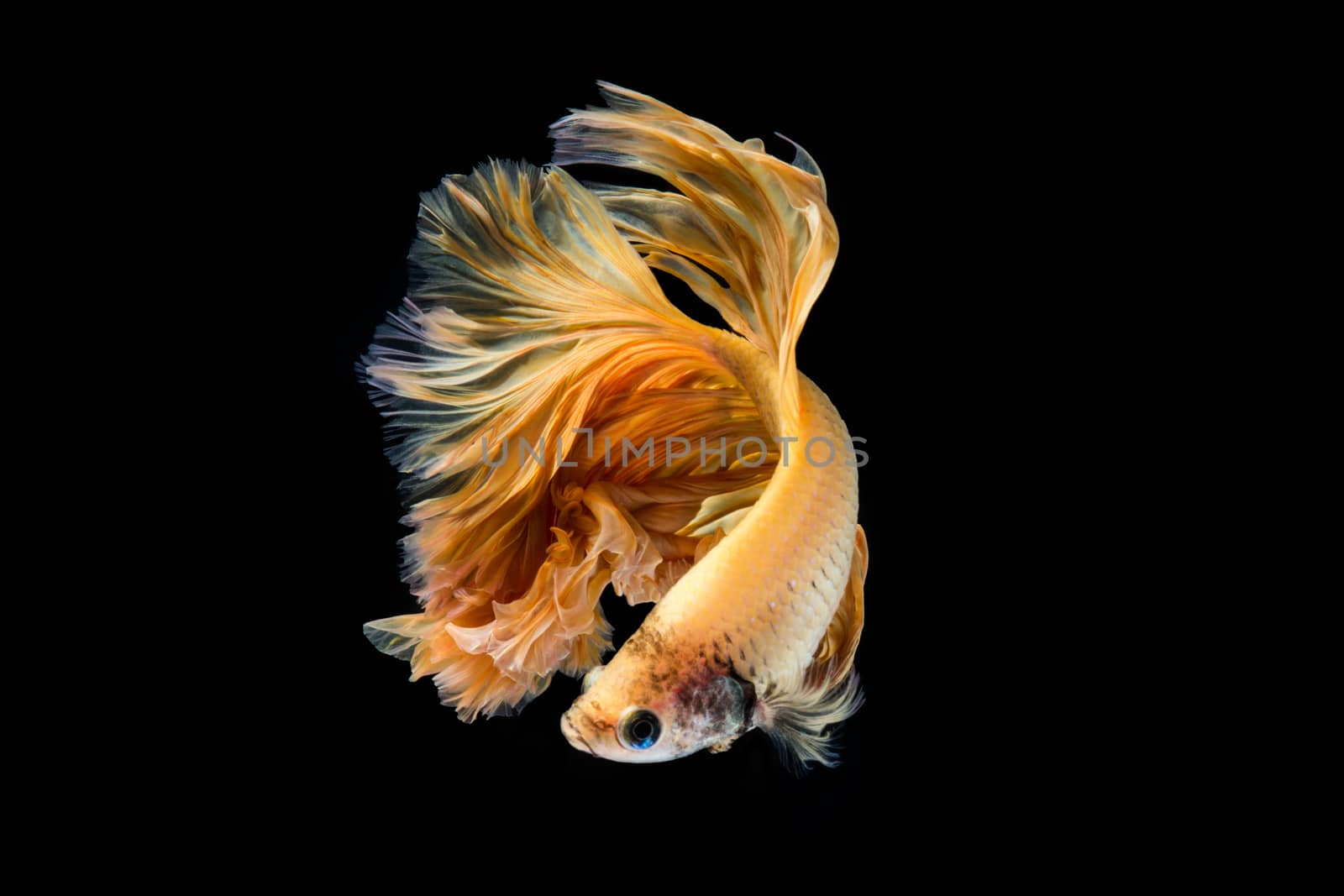 Yellow gold betta fish, siamese fighting fish on black backgroun by yuiyuize