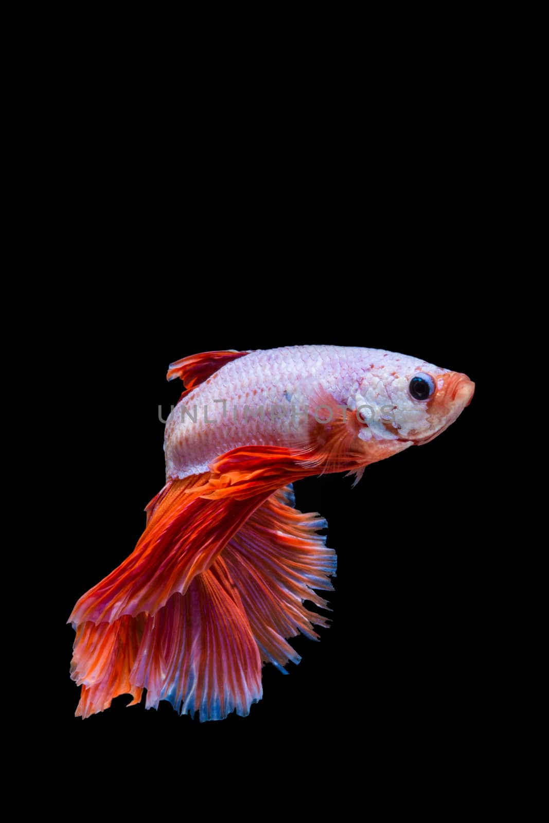 Pink and red betta fish, siamese fighting fish on black backgrou by yuiyuize