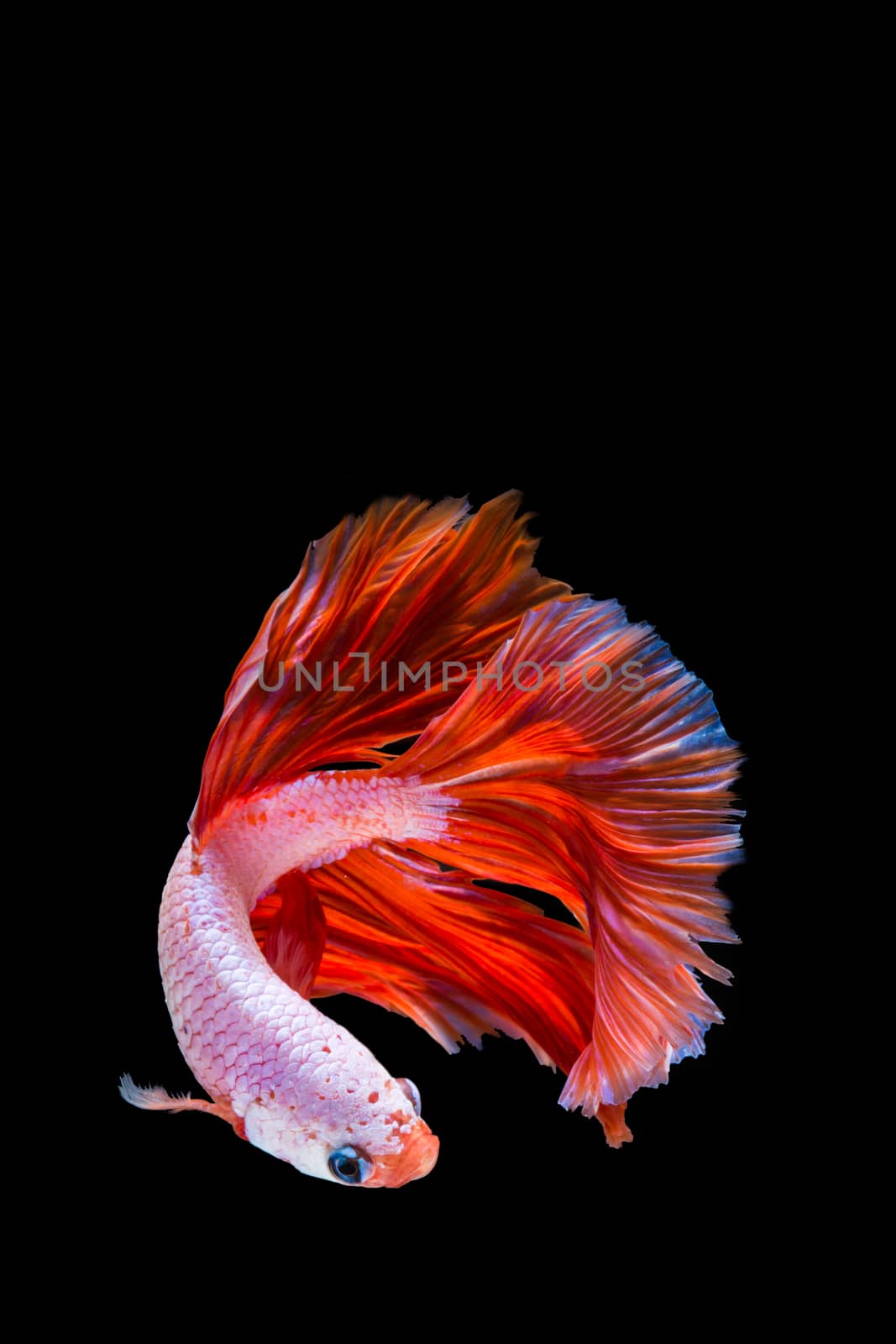 Pink and red betta fish, siamese fighting fish on black background