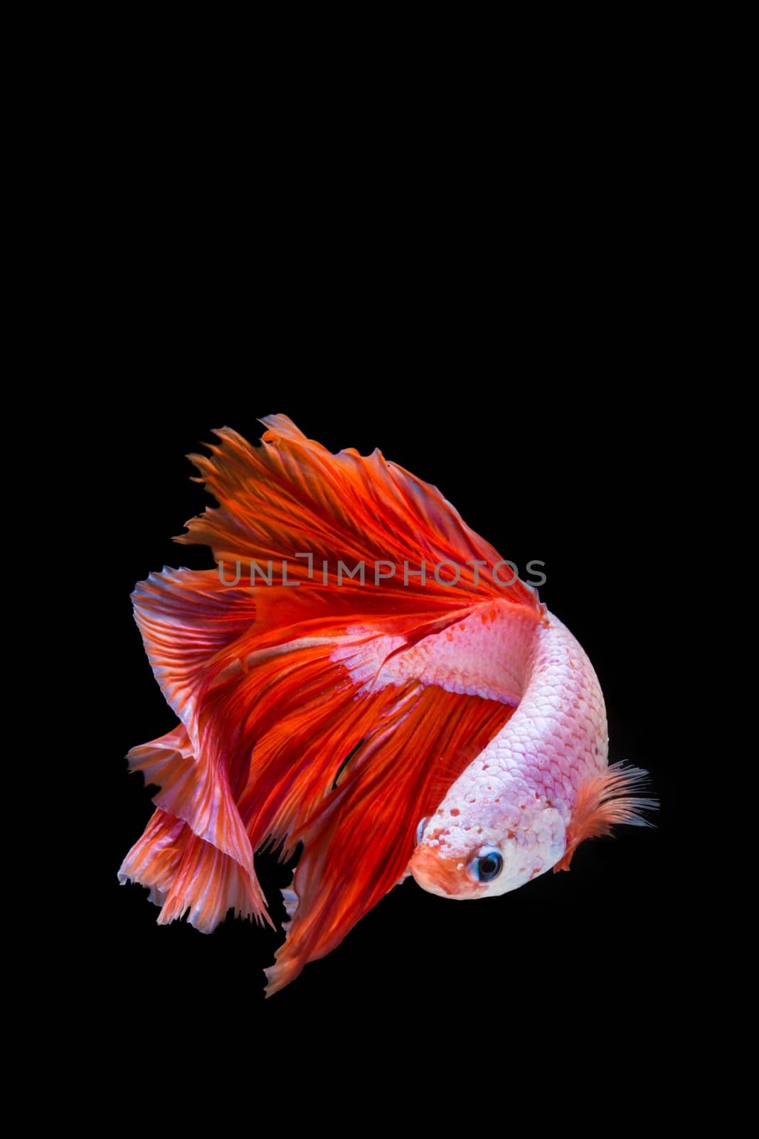 Pink and red betta fish, siamese fighting fish on black background