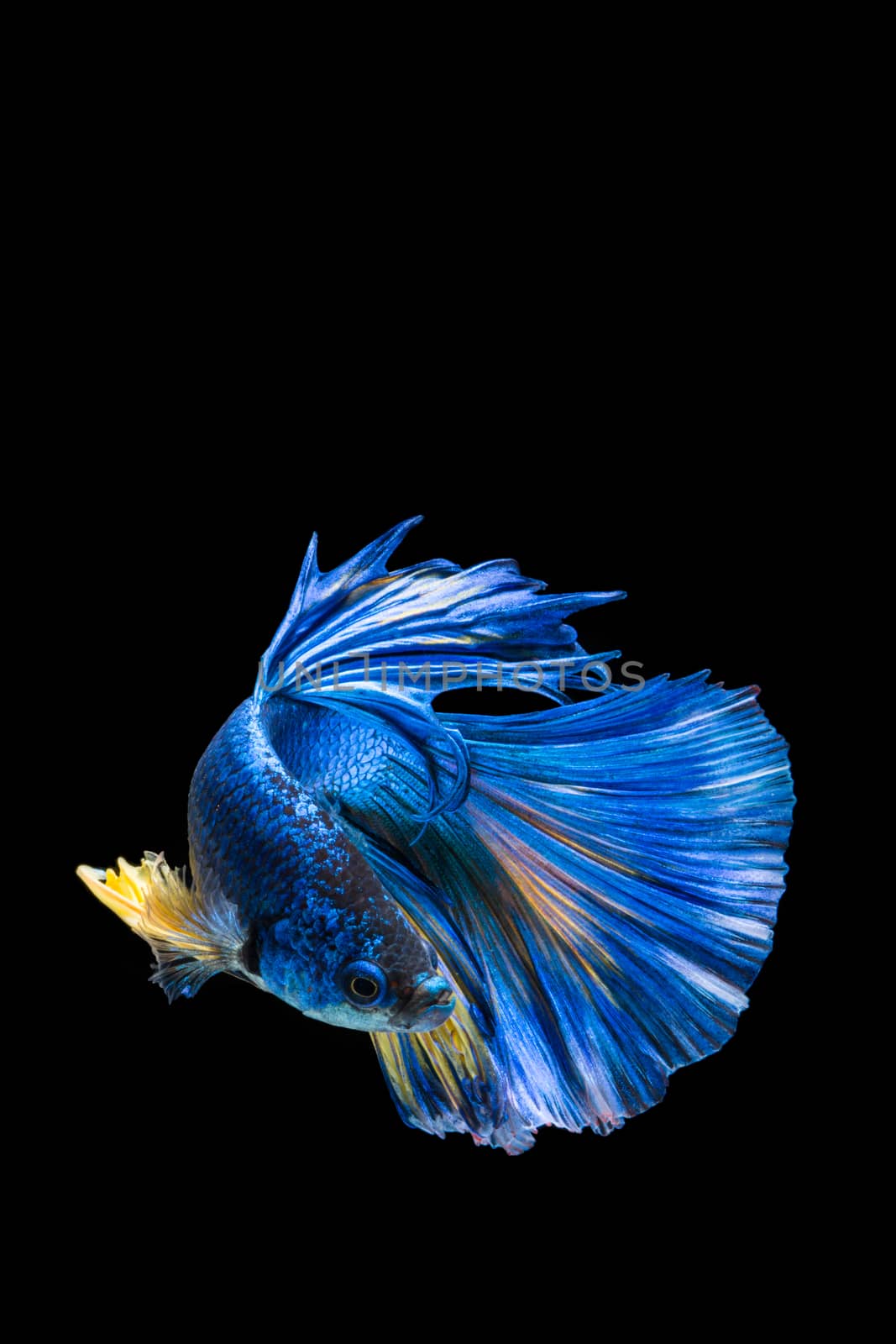 Blue and yellow betta fish, siamese fighting fish on black backg by yuiyuize