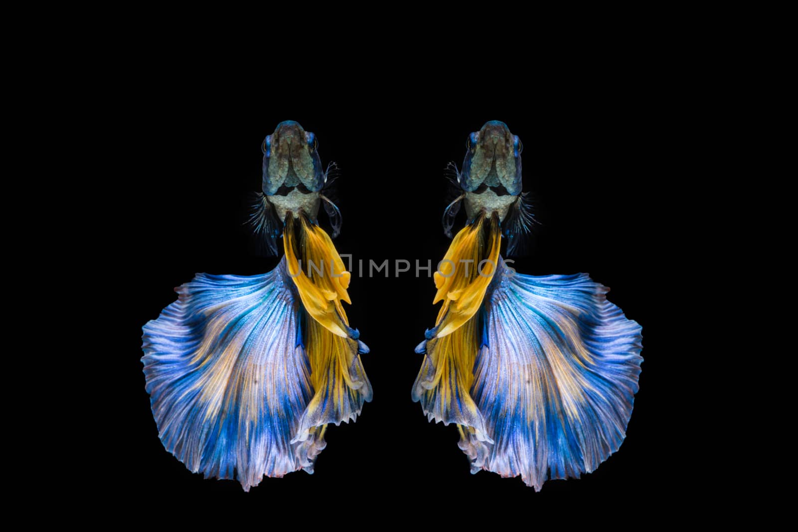 Blue and yellow betta fish, siamese fighting fish on black backg by yuiyuize