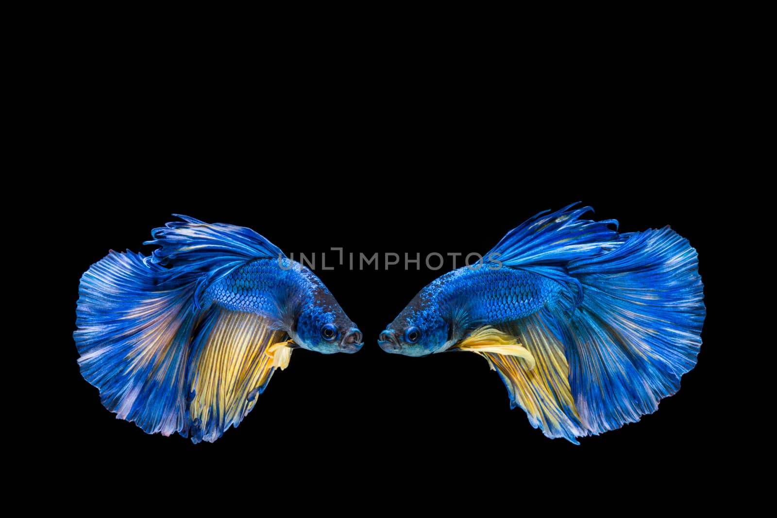 Blue and yellow betta fish, siamese fighting fish on black background