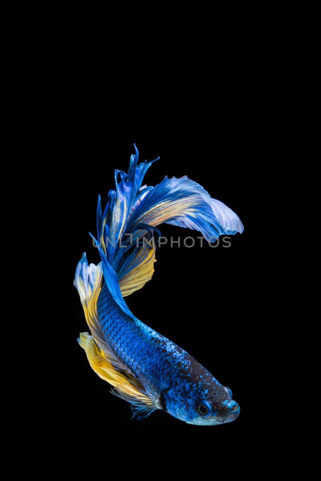 Blue and yellow betta fish, siamese fighting fish on black background