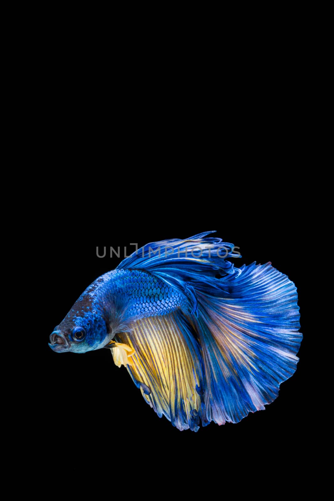 Blue and yellow betta fish, siamese fighting fish on black background