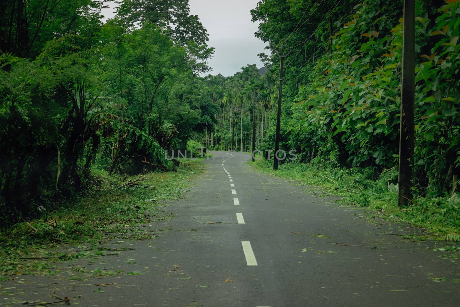 Empty road in the middle of greens toward the forest area