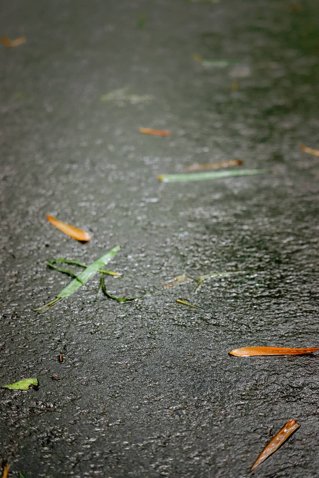 Close up photo of a wet road with fallen dry leaves on it just after raining by amr_lal