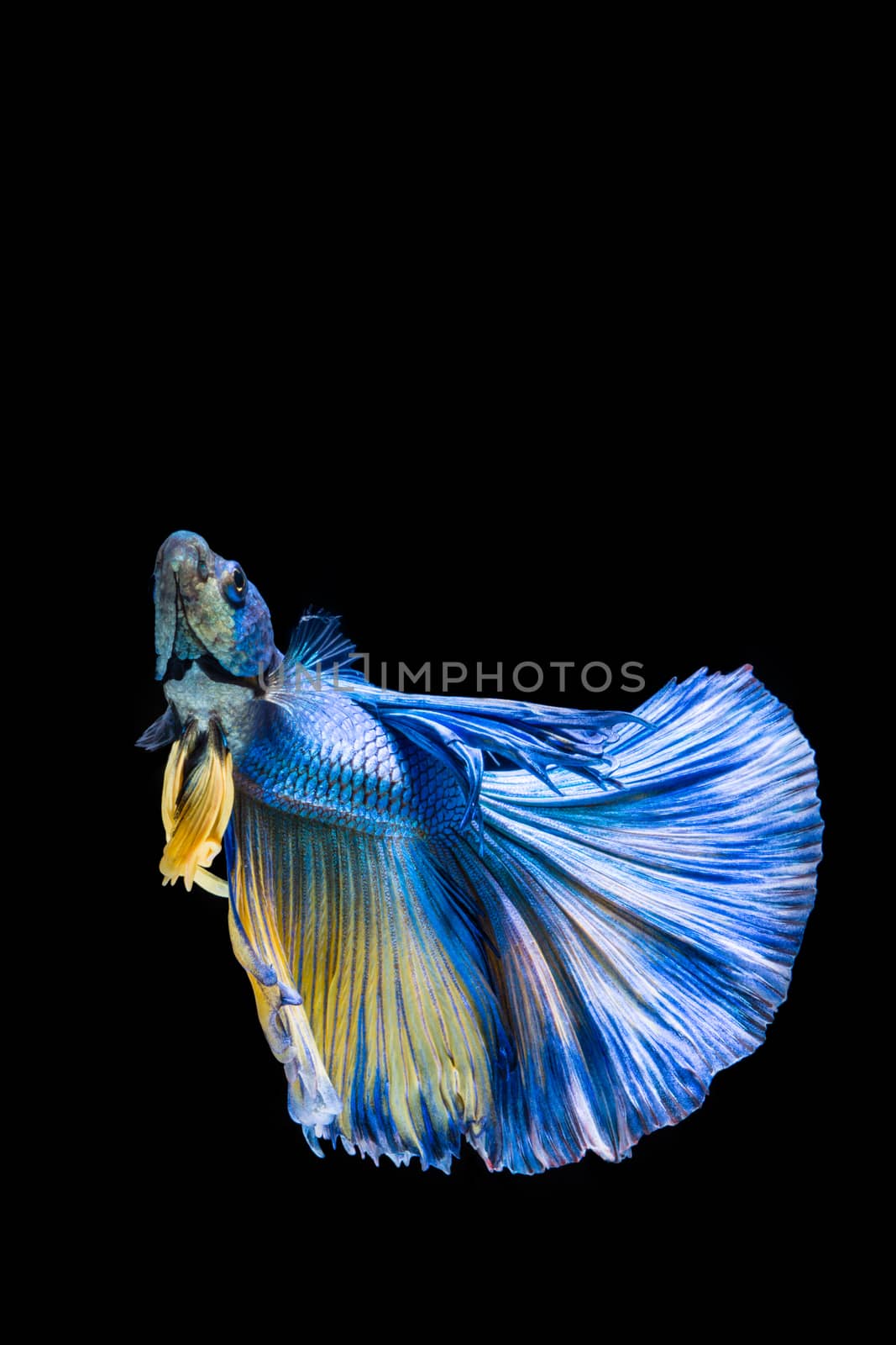 Blue and yellow betta fish, siamese fighting fish on black backg by yuiyuize