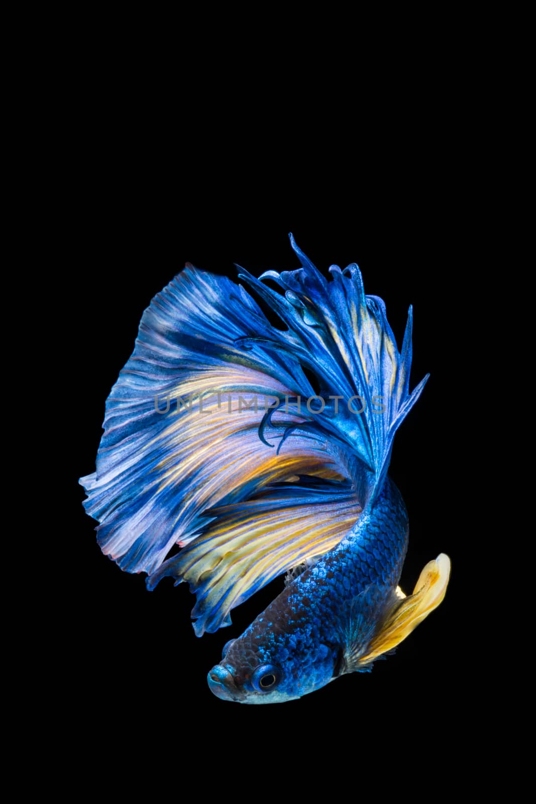 Blue and yellow betta fish, siamese fighting fish on black background