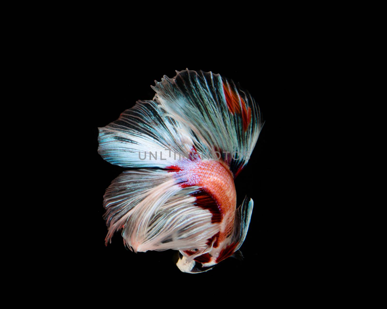 Multi-color betta fish, siamese fighting fish on black backgroun by yuiyuize