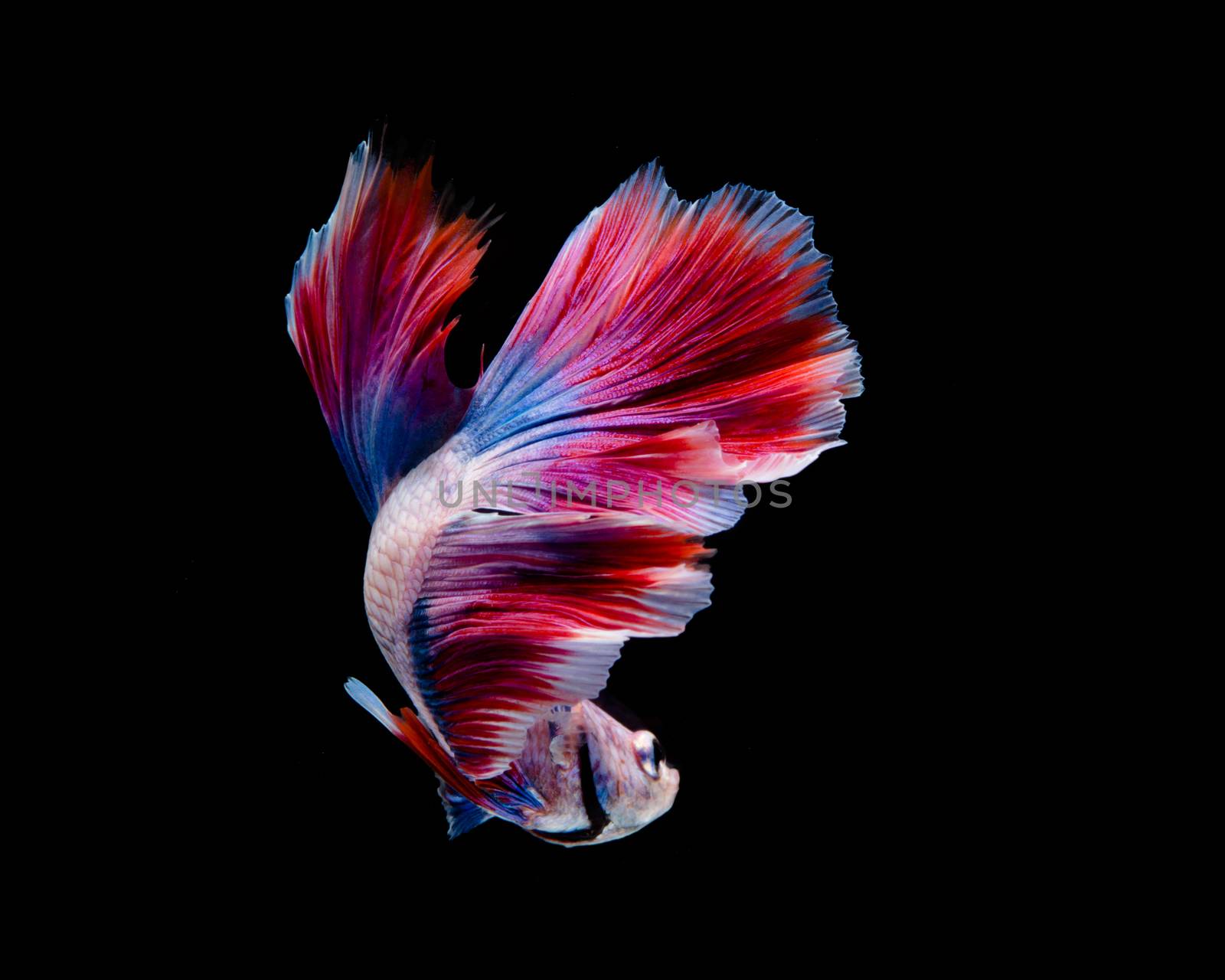 Multi-color betta fish, siamese fighting fish on black backgroun by yuiyuize