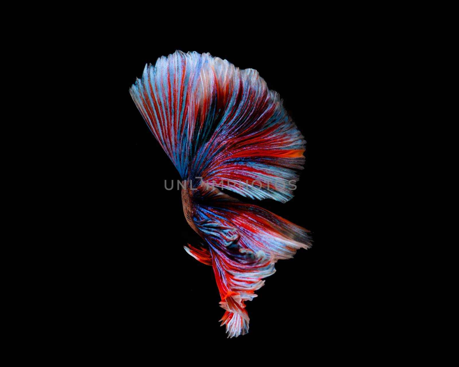 Multi-color betta fish, siamese fighting fish on black backgroun by yuiyuize