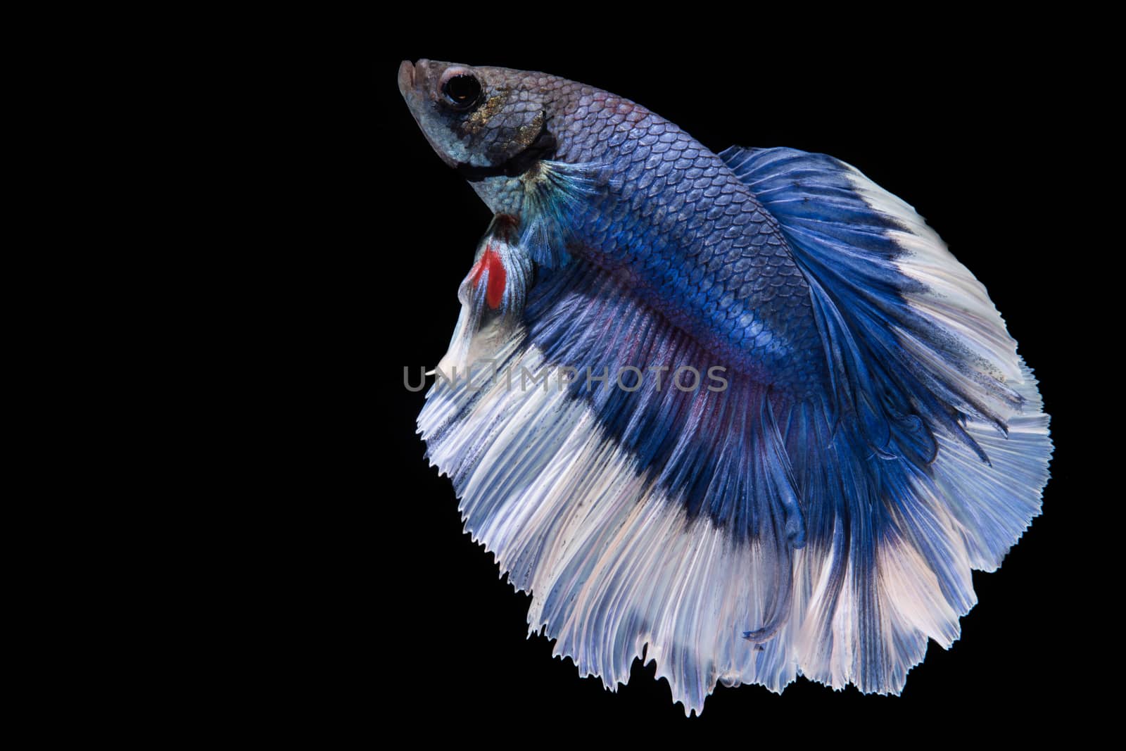 Blue and white betta fish, siamese fighting fish on black background
