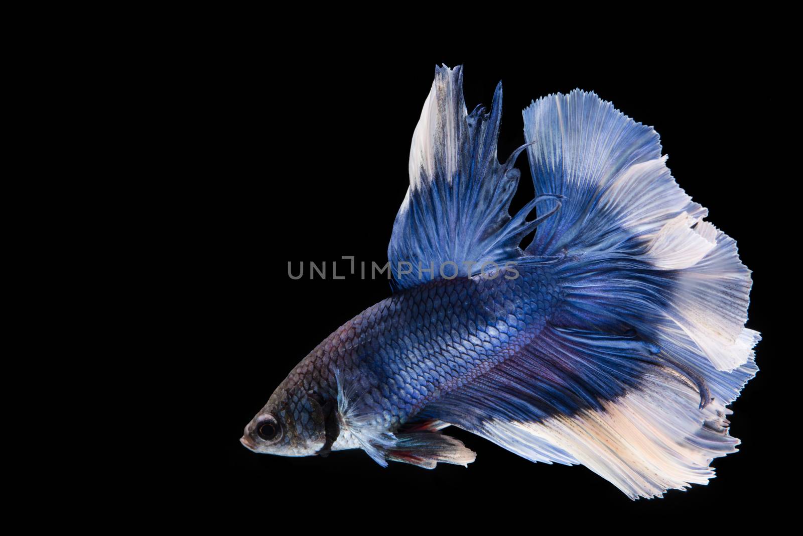 Blue and white betta fish, siamese fighting fish on black background
