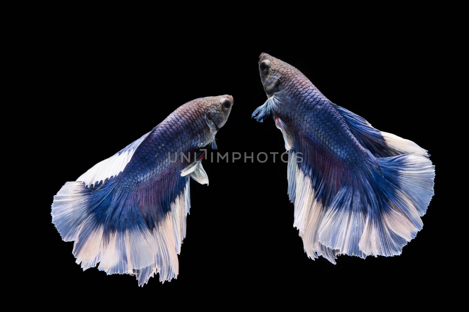 Blue and white betta fish, siamese fighting fish on black background
