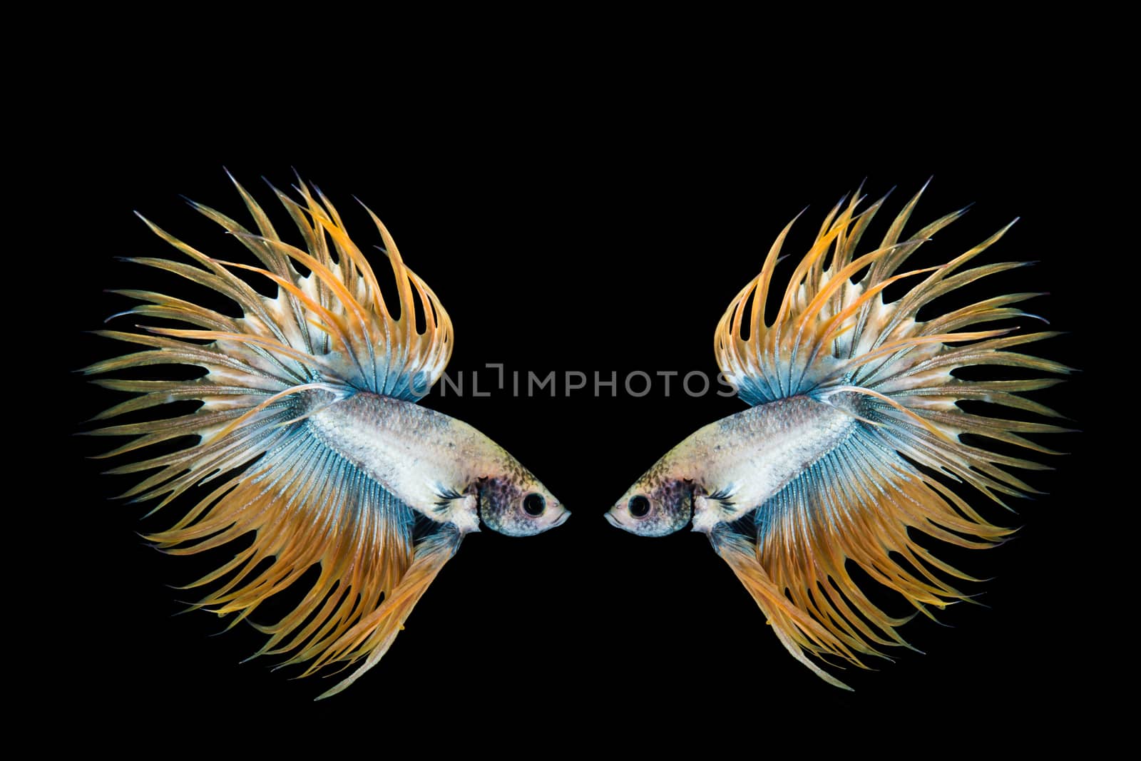 Yellow and blue betta fish, siamese fighting fish on black backg by yuiyuize