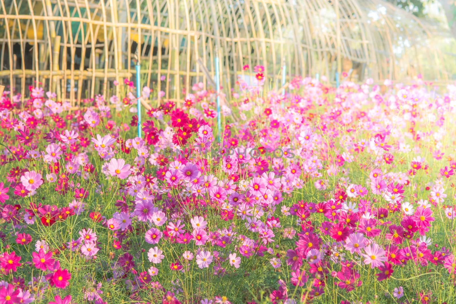 Soft, selective focus of Cosmos, blurry flower for background, colorful plants 