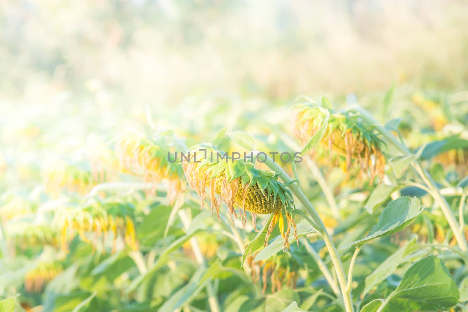 Soft, selective focus of sunflowers, blurry flower for backgroun by yuiyuize