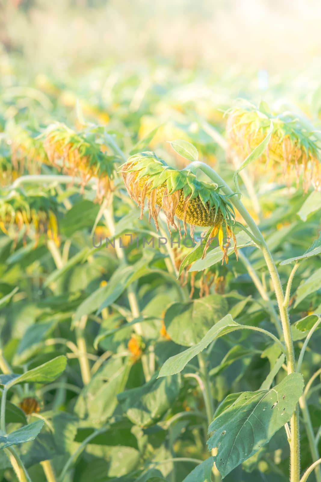 Soft, selective focus of sunflowers, blurry flower for background, colorful plants 
