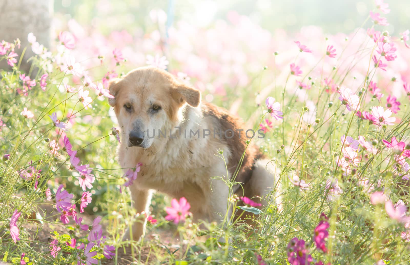 Blurry dog and flower for background 