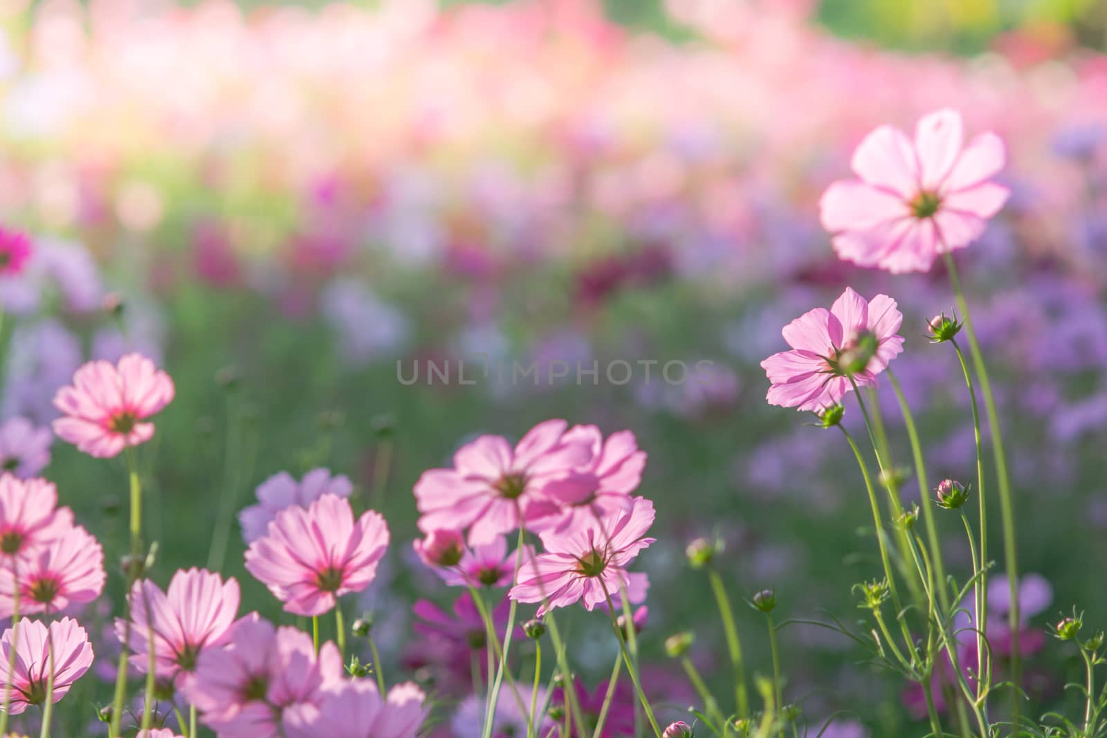 Soft, selective focus of Cosmos, blurry flower for background, colorful plants 