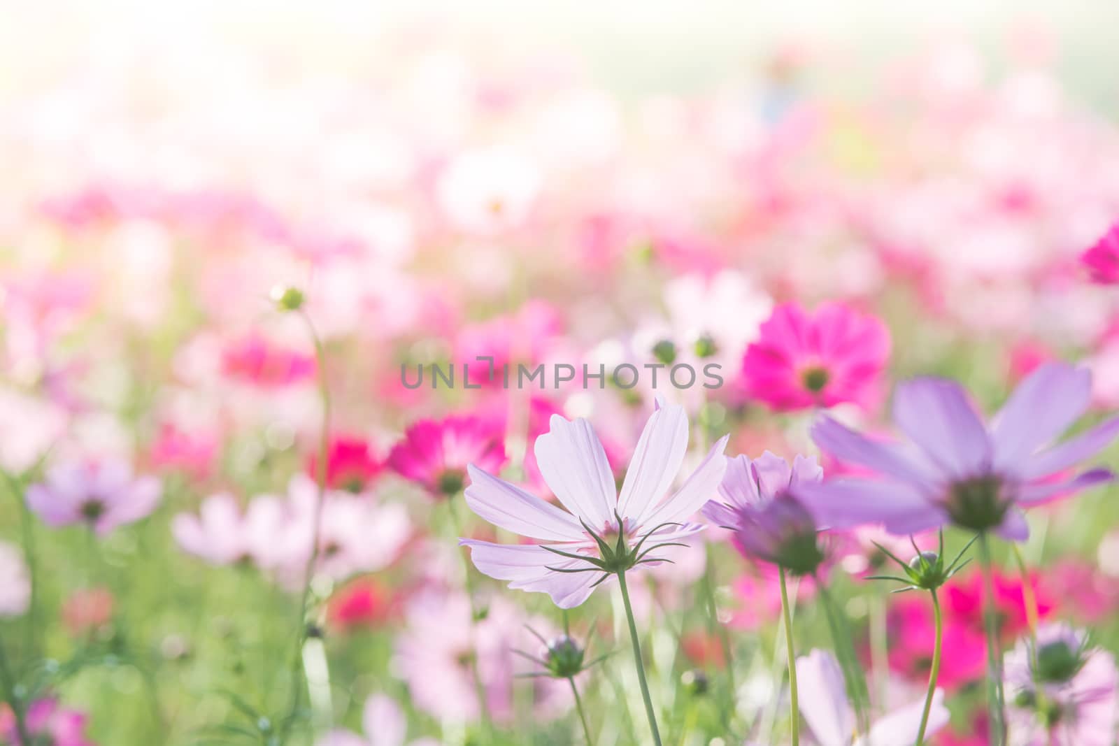 Soft, selective focus of Cosmos, blurry flower for background, colorful plants 