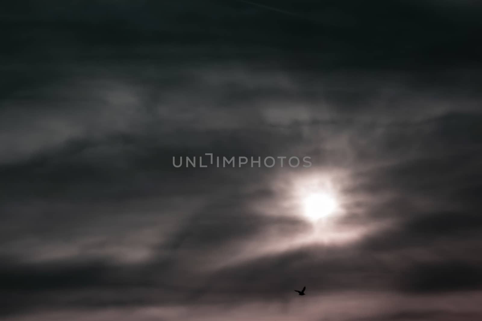 a skyscape shoot of golden sun with intense clouds and there is a bird - black and white. with interesting colors.