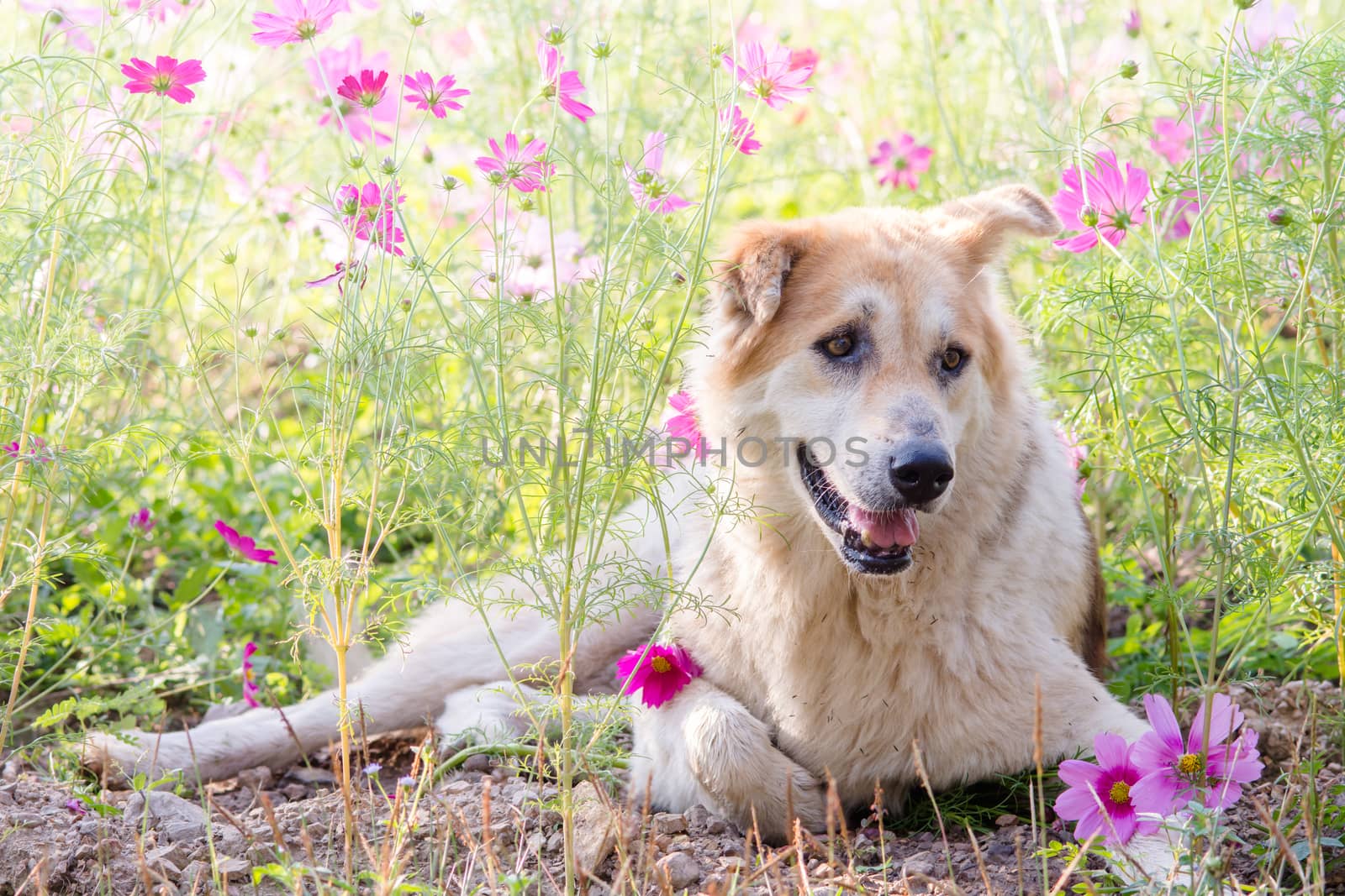 Blurry dog and flower for background 