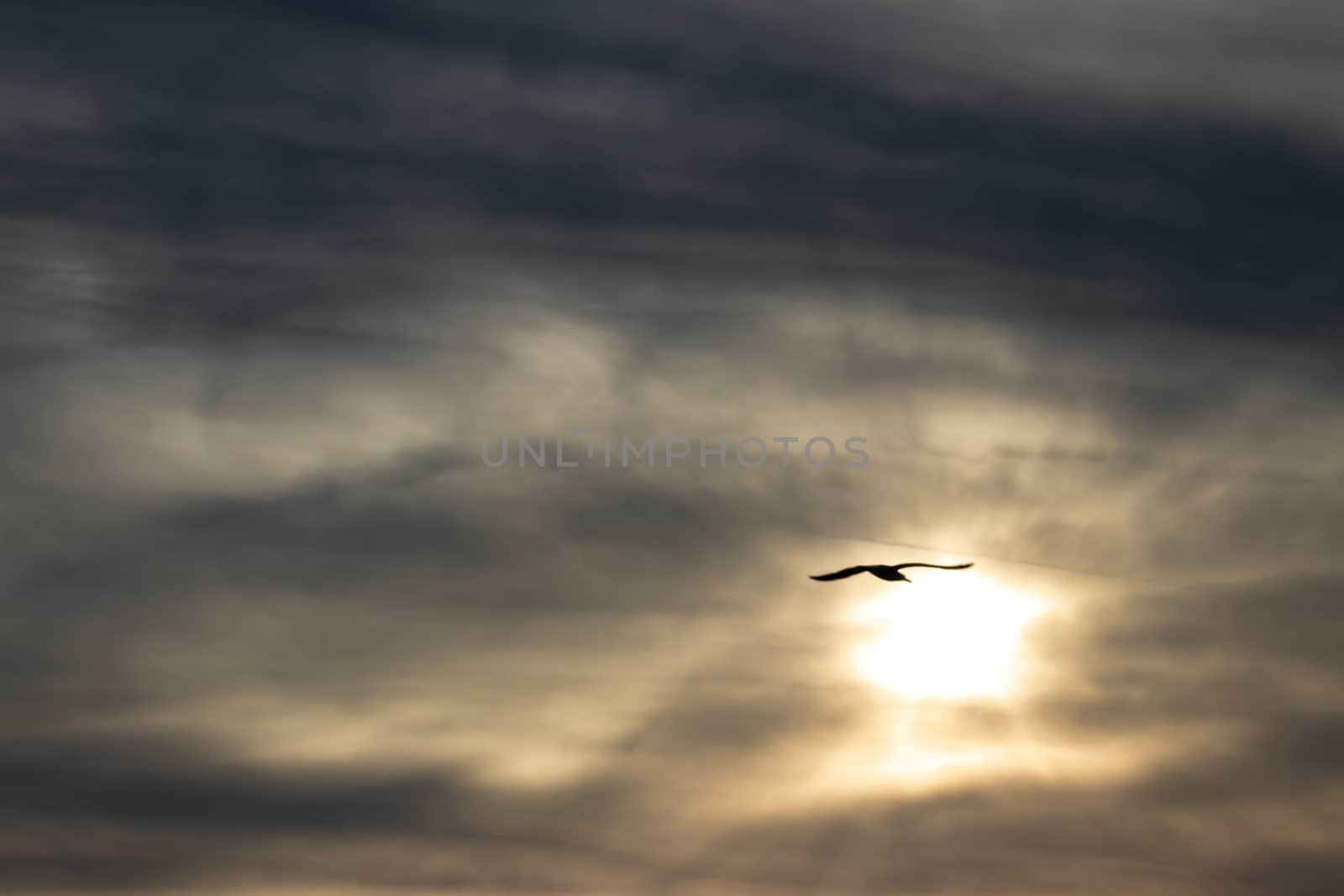 a skyscape shoot of golden sun with intense clouds and there is a bird. colors are interesting.