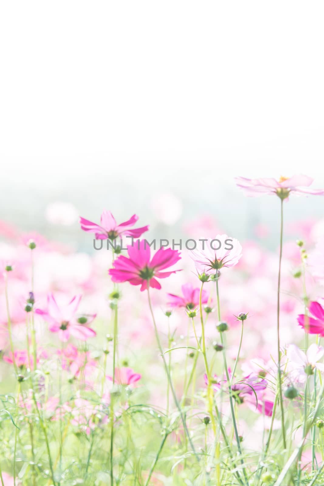 Cosmos flowers in nature, sweet background, blurry flower background, light pink and deep pink cosmos
