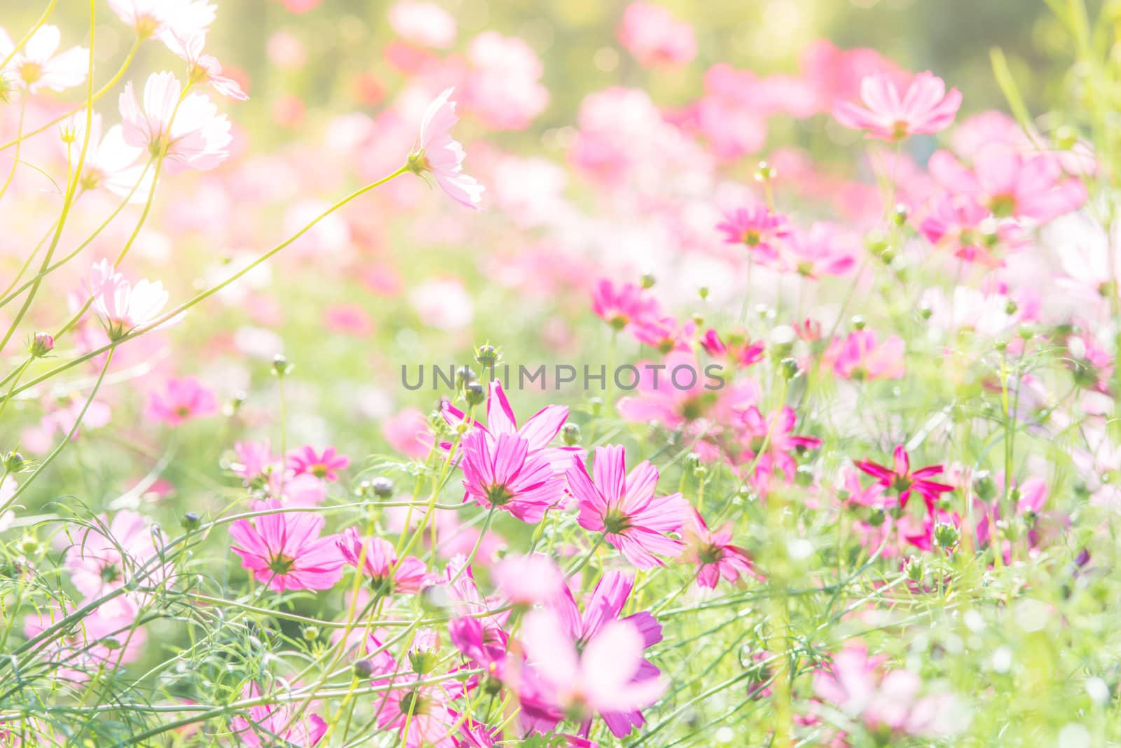 Cosmos flowers in nature, sweet background, blurry flower background, light pink and deep pink cosmos
