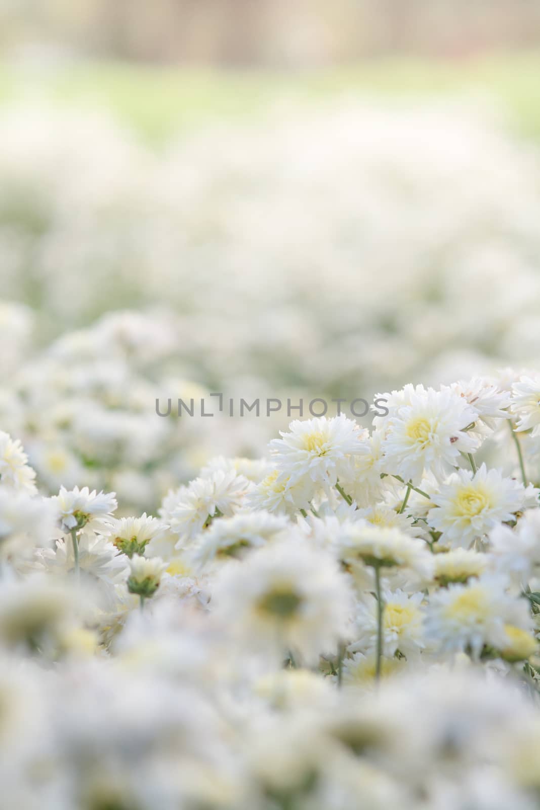 white chrysanthemum flowers, chrysanthemum in the garden. Blurry by yuiyuize
