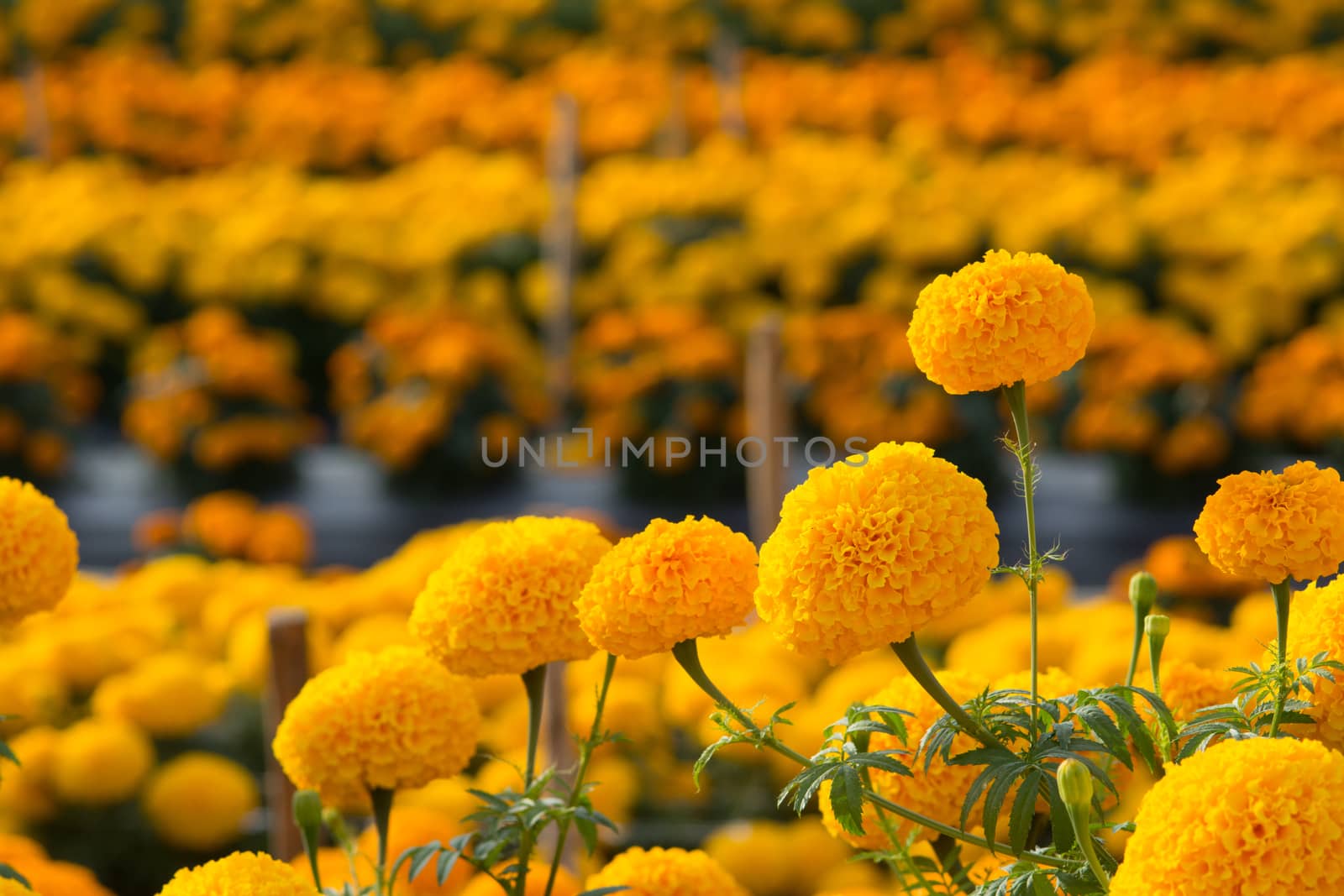 Orange Marigolds flower fields, selective focus by yuiyuize