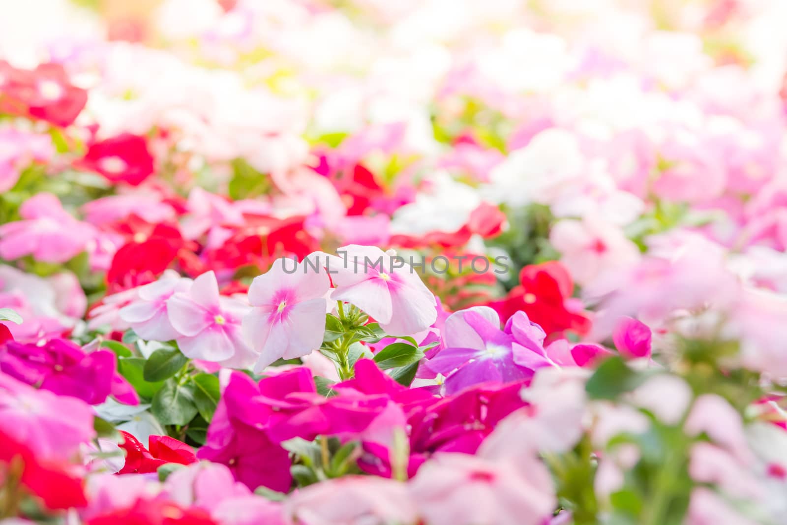 Vinca rosea flowers blossom in the garden, foliage variety of co by yuiyuize