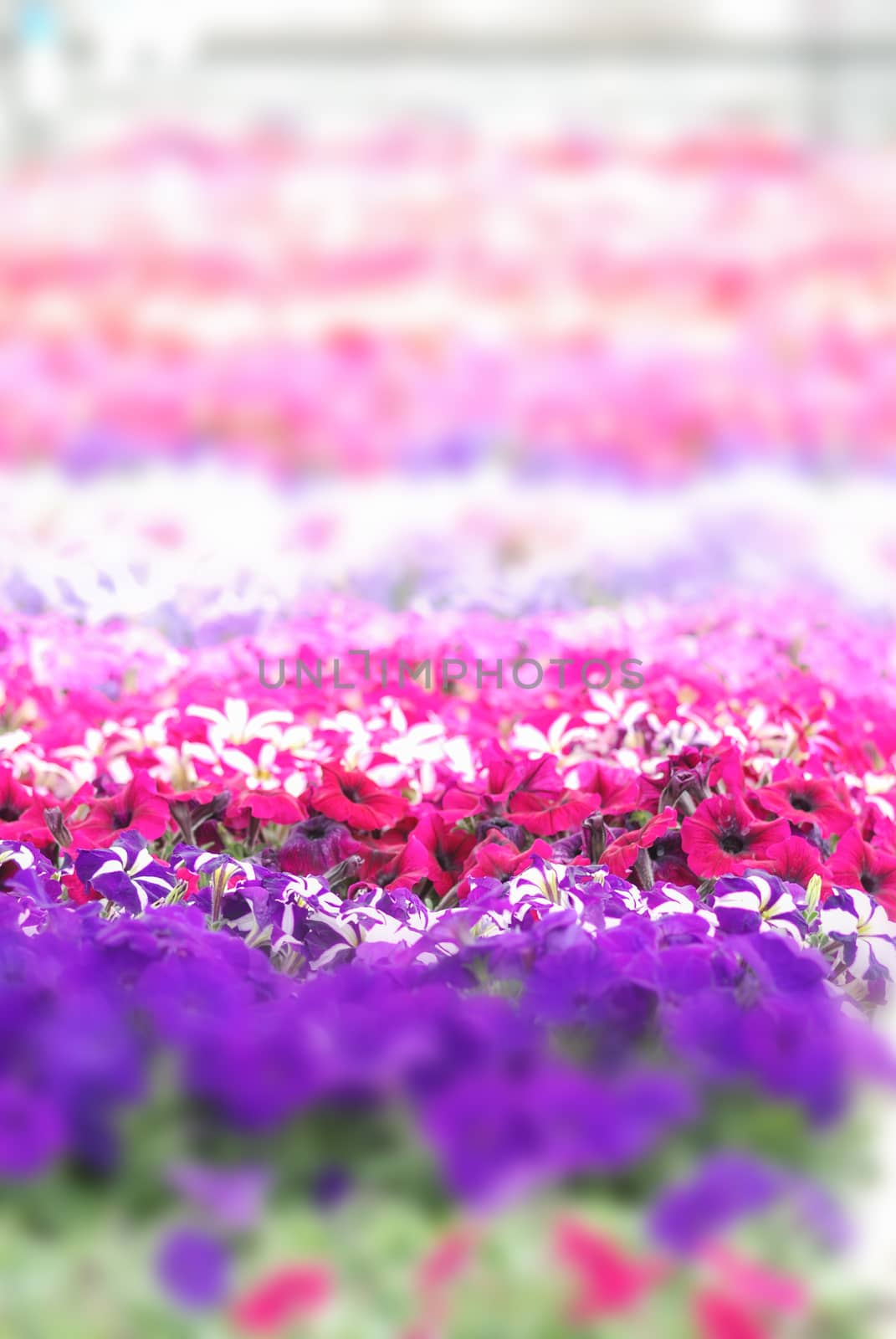 Colorful petunia flowers, Grandiflora is the most popular variet by yuiyuize