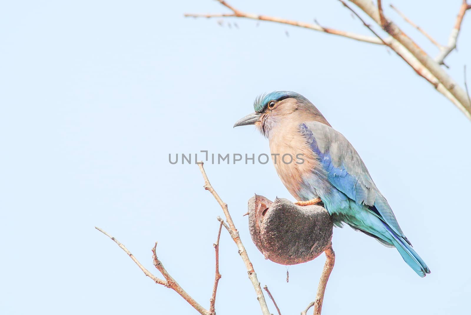 Indian Roller (Coracias benghalensis) on the branch. They are fo by yuiyuize