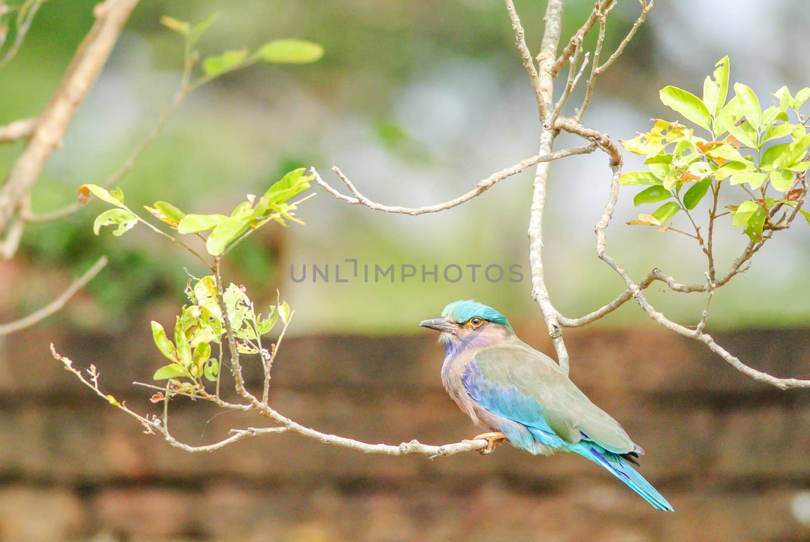 Indian Roller (Coracias benghalensis) on the branch. They are found widely across tropical Asia
