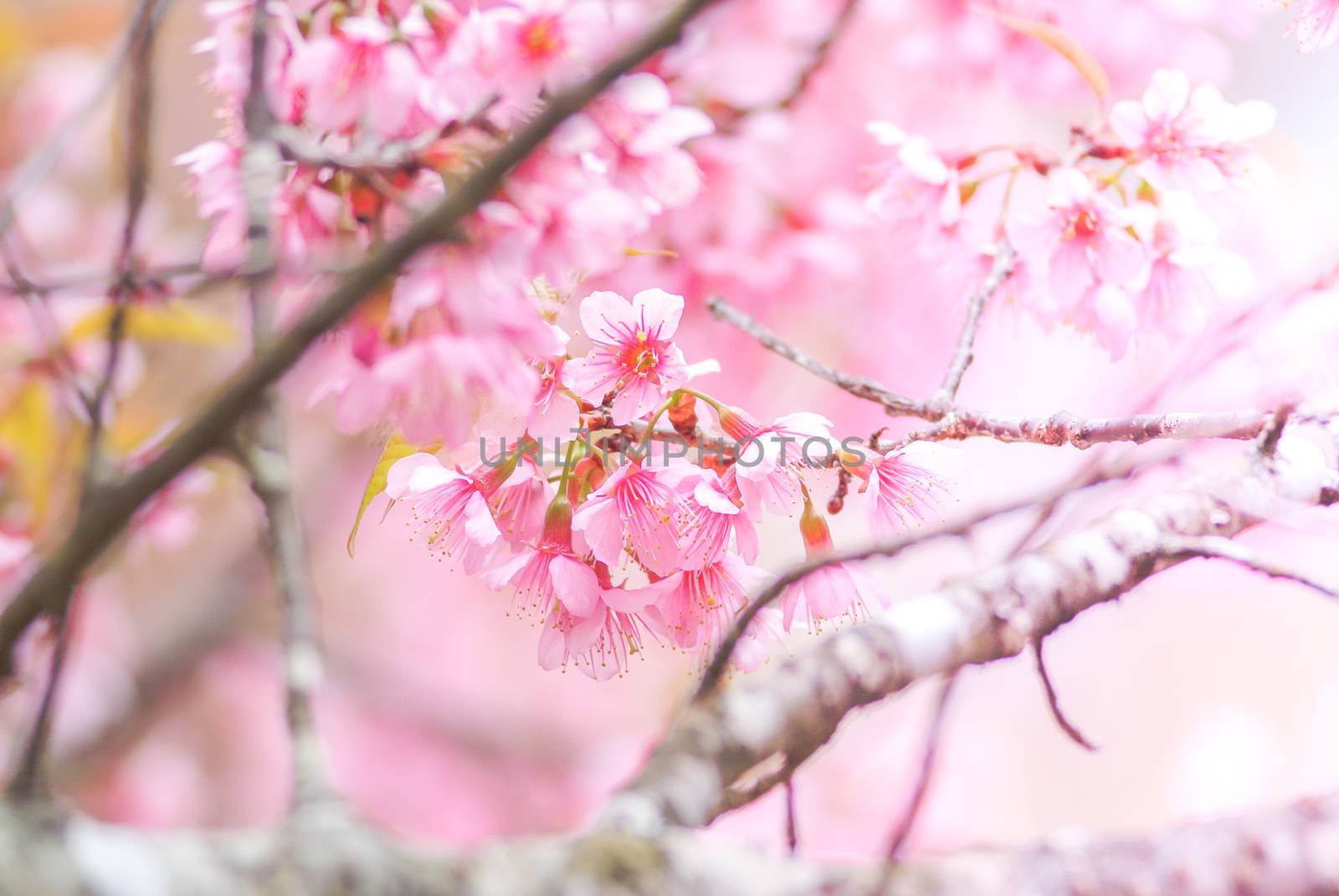 Spring time with beautiful cherry blossoms, pink sakura flowers. by yuiyuize