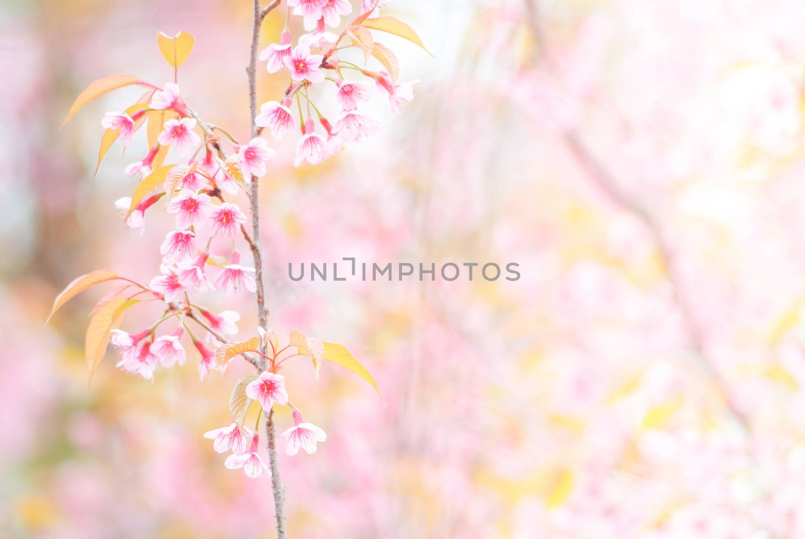 Cherry Blossom in spring with soft focus, unfocused blurred spri by yuiyuize