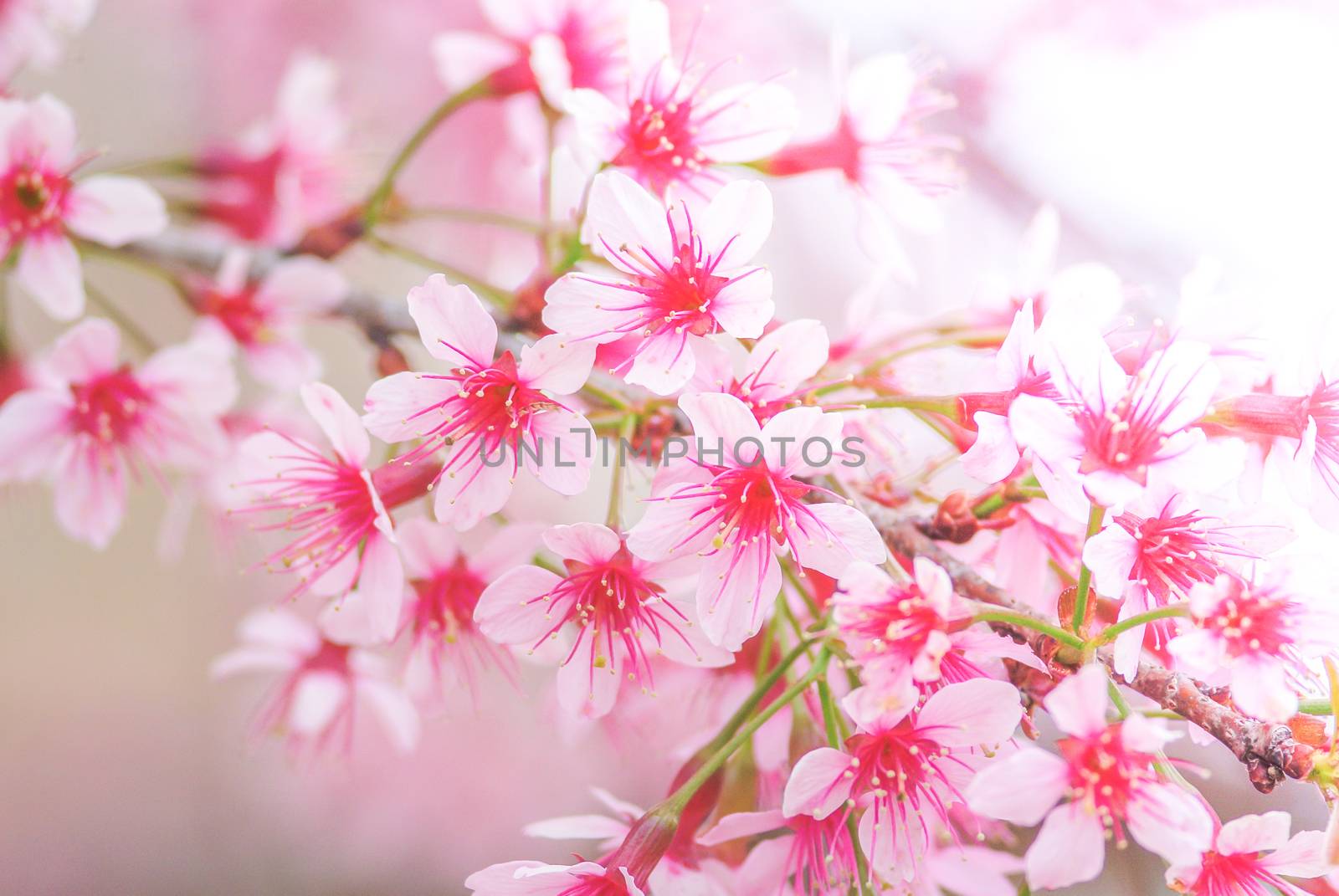 Cherry Blossom in spring with soft focus, unfocused blurred spring cherry bloom, bokeh flower background, pastel and soft flower background.
