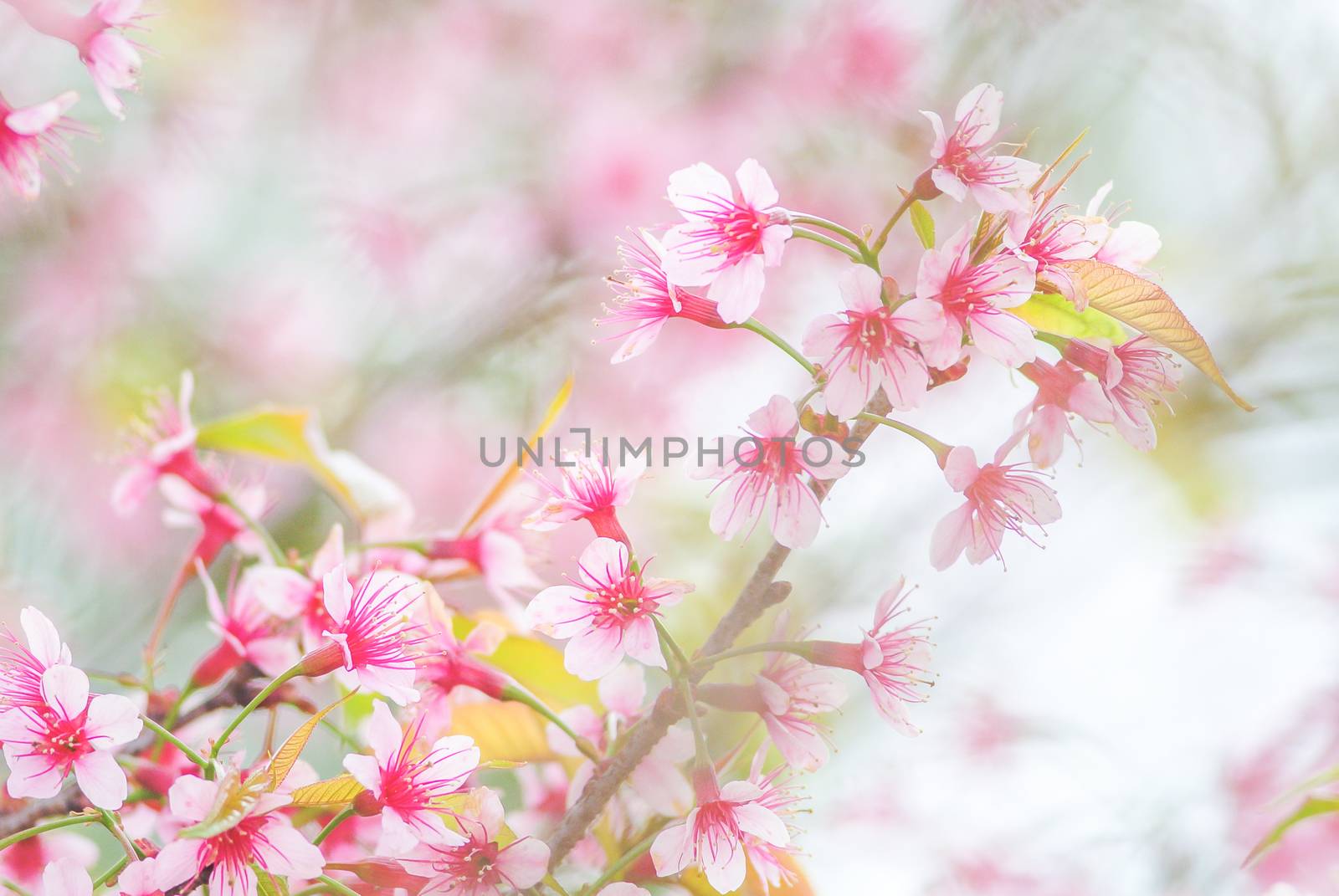 Spring time with beautiful cherry blossoms, pink sakura flowers.
