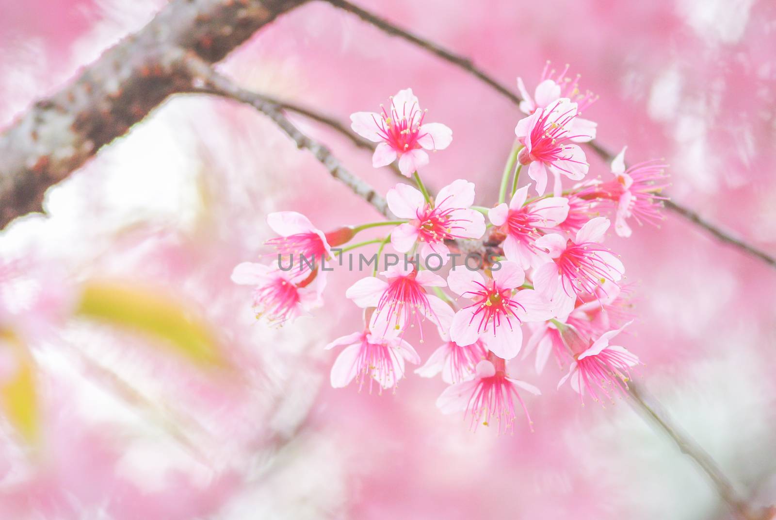 Spring time with beautiful cherry blossoms, pink sakura flowers.
