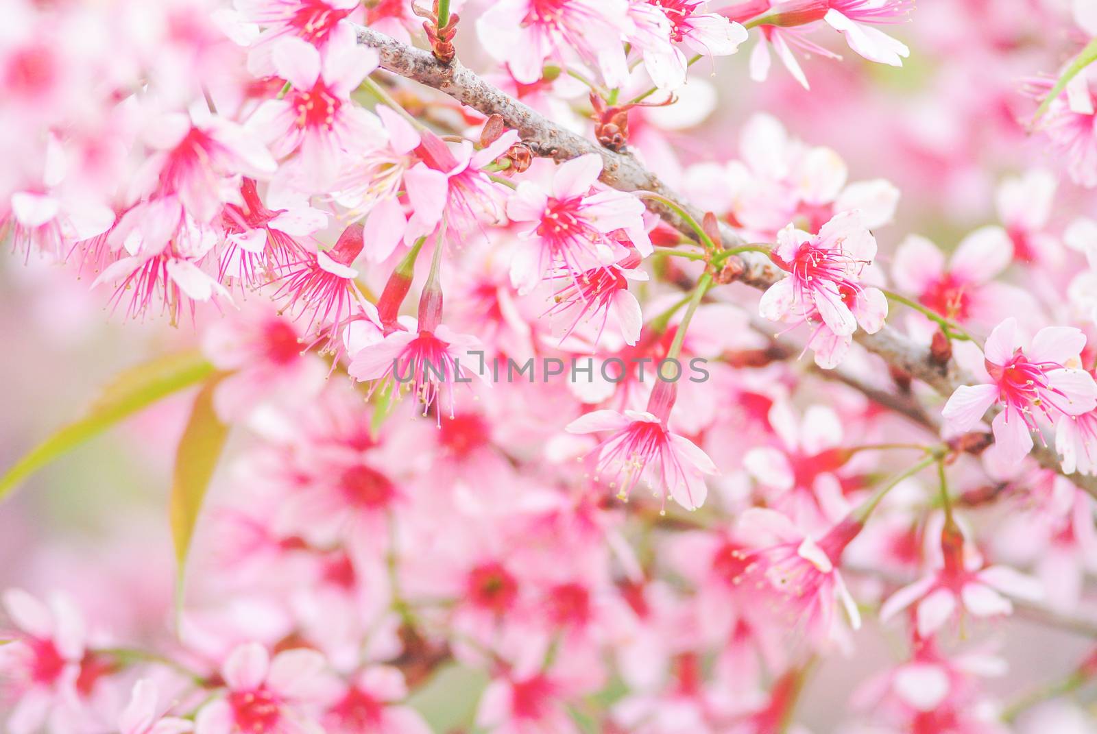 Cherry Blossom in spring with soft focus, unfocused blurred spri by yuiyuize