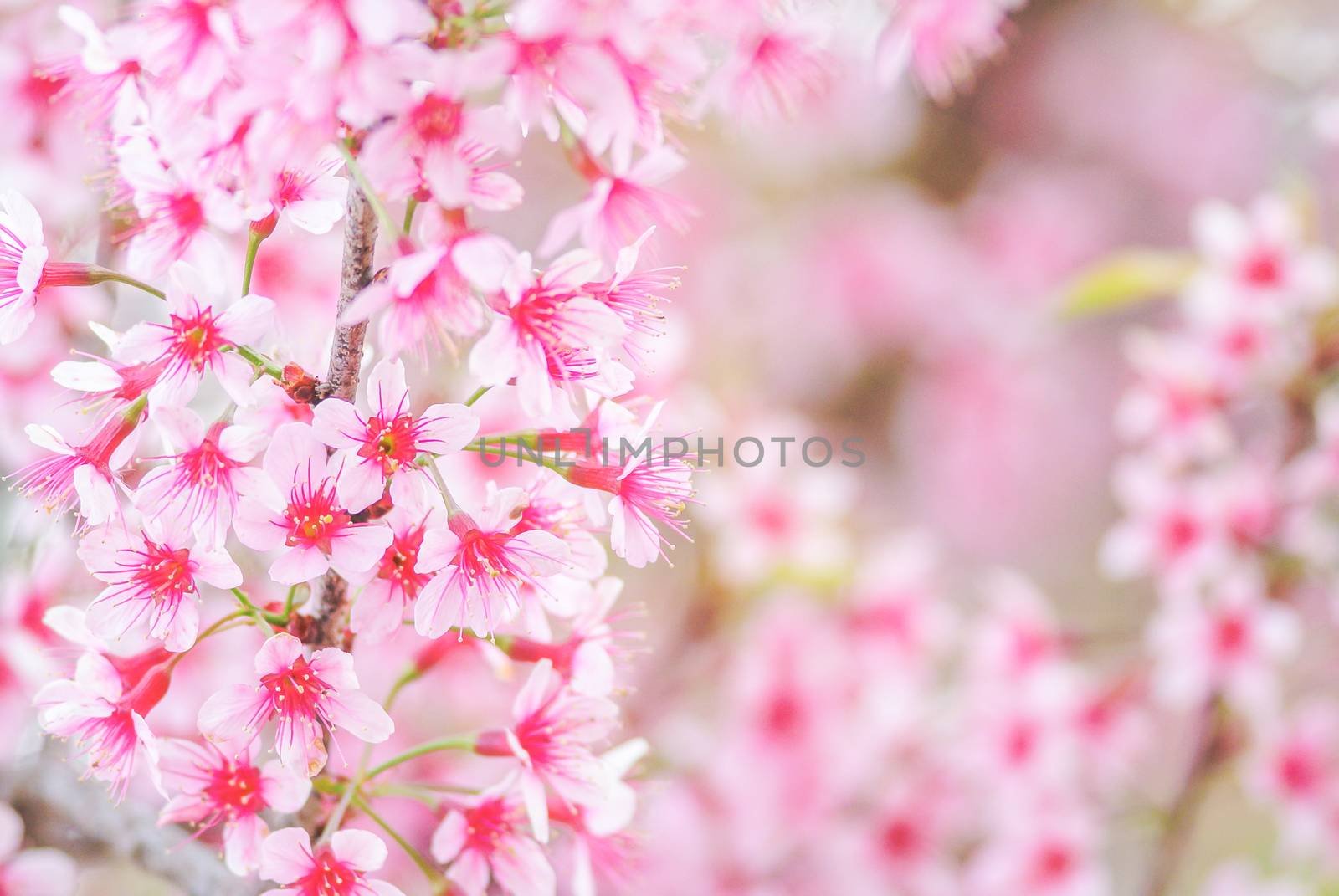 Cherry Blossom in spring with soft focus, unfocused blurred spri by yuiyuize