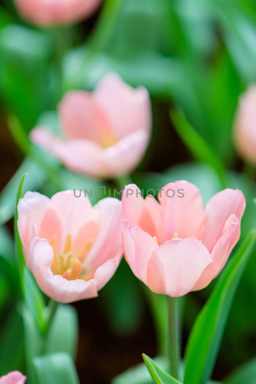 Tulip in spring with soft focus, unfocused blurred spring Tulip, by yuiyuize